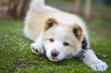Sibirya köpeği yeni bir evde