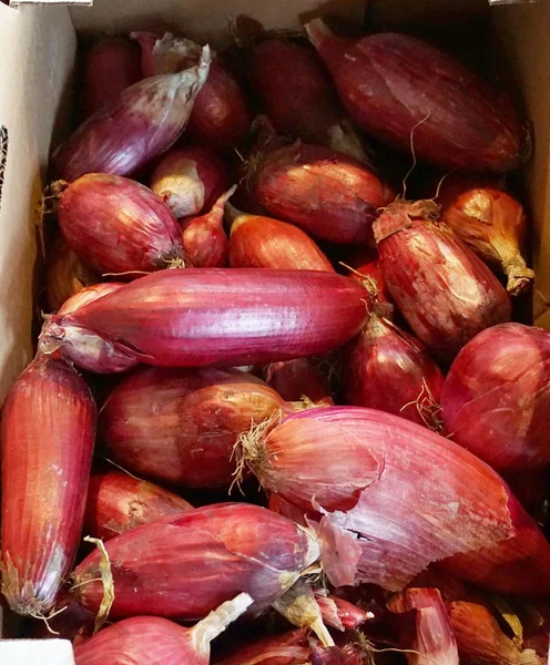 Kırsal Pacific Northwest dikey arka plan bir piyasa ahır, renkli kırmızı soğan