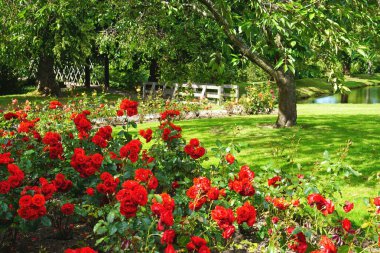 Ön planda çiçek açan kırmızı güller, çimenli çimenler ve ağaçlar, uzakta çitler ve göletler olan güzel bir açık hava bahçesi.