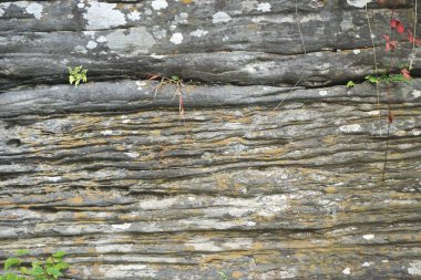 Kaya katmanları liken noktalar ve çatlaklar arka plan doku soyut yatay doğa büyüyen bitkiler