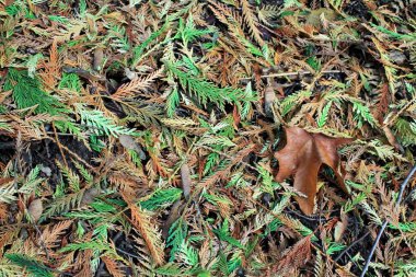 Orman duff herdem yeşil iğne ve ölü brown ile açık doğa yatay arka plan dokusu bırakır