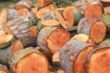 Taze kesilmiş köknar ağacının dikey görünüm bölme ve soğuk Pasifik kuzeybatıdaki kış yakacak odun için yığılmış hazır yuvarlar