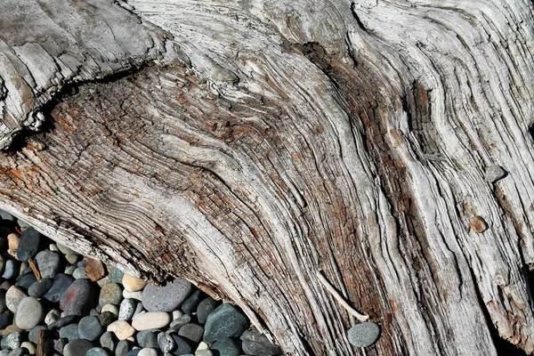 Closeup Macro View Weathered Driftwood Wood Grain Smooth Beach Pebbles — Stock Photo, Image