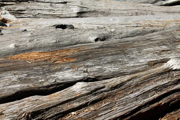 Closeup Rotted Ancient Driftwood Log Weathered Gray Exterior Colorful Exposed — Stock Photo, Image