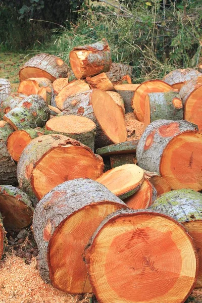 Taze kesilmiş köknar ağacının dikey görünüm bölme ve soğuk Pasifik kuzeybatıdaki kış yakacak odun için yığılmış hazır yuvarlar