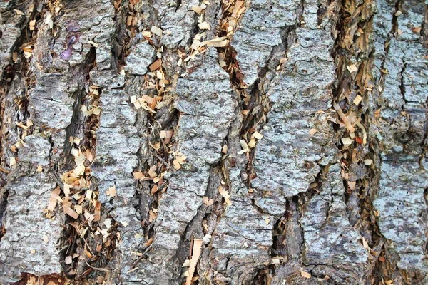 Kaba gri ağaç kabuğu chainsaw ahşap ile closeup yatay doğa arka plan fişleri