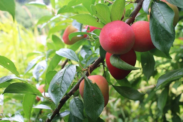 Ciruelas Rojas Jugosas Maduran Árbol Huerto Del Noroeste América Del Fotos de stock