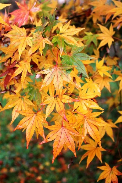 Kolorowy Japońskim Klonowe Listowie Czerwone Żółte Zielone Kolory Jesień Natura Obraz Stockowy