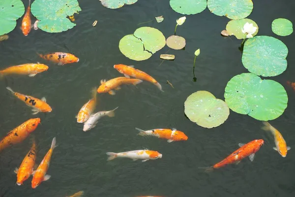 Outdoor fish pond with colorful koi fish swimming among green lily pads and two white lotus flower blooms in rural Southeast Asia