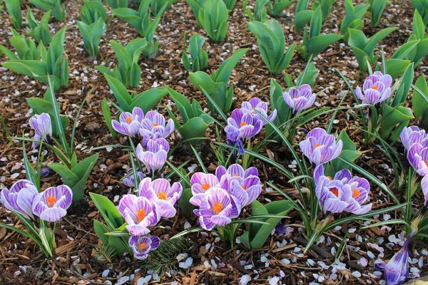 Arkasında büyüyen genç lale bitkileri ve çiçek açan mor bahar çiçekleriyle dolu bir bahçe arazisinin yakın plan ayrıntıları.
