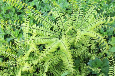 Zıt koyu sapları ile parlak yeşil eğrelti otu merkezi soyut doğa arka plan dışarı yayılan