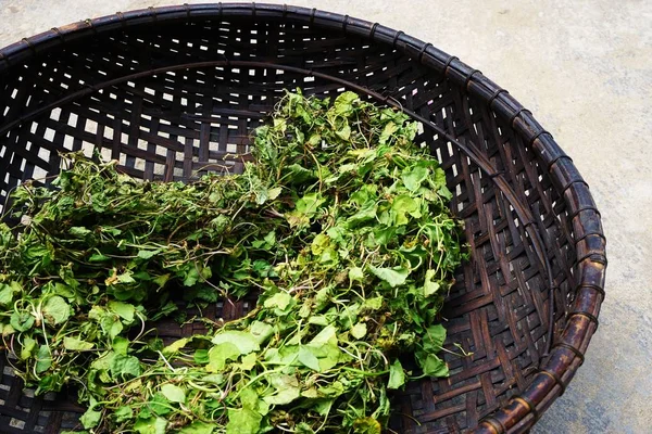 Herbes Fraîches Vertes Séchant Soleil Intérieur Panier Vintage Bambou Brun — Photo