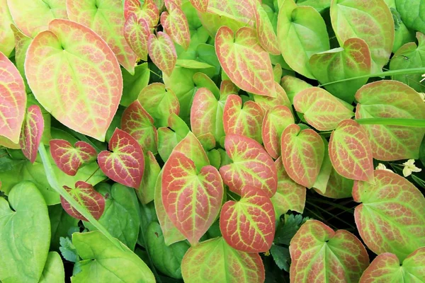 Renkli kırmızı ve yeşil örtüşen oval şekilli yaprakları soyut yatay doğa arka plan