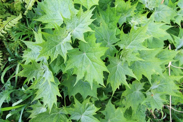 Pürüzlü çakışan yeşil yapraklar soyut yatay doğa arka plan deseni