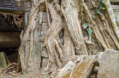 Yüz derin kökleri Ta Prohm Tapınağı kalıntıları dışında büyüyen bir spung altında gizli bir bar-kabartma figürü