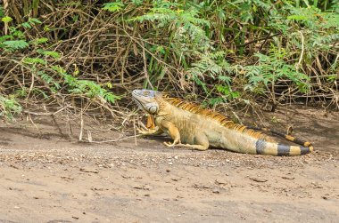 Yeşil iguana Tortuguero Milli Parkı, Kosta Rika