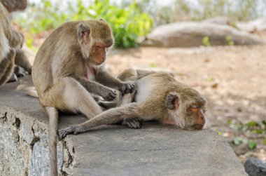 Rhesus macaques grooming  in Hua hin town in Thailand clipart