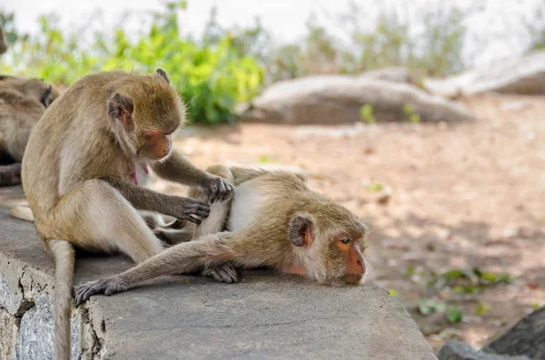 Rhesus macaques grooming  in Hua hin town in Thailand — Stock Photo, Image