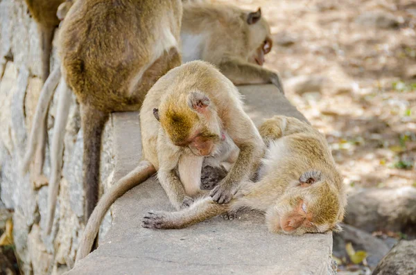 Rhesus macaques grooming  in Hua hin town in Thailand — Stock Photo, Image