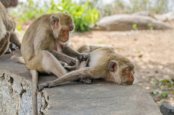 Rhesus macaques grooming  in Hua hin town in Thailand — Stock Photo, Image