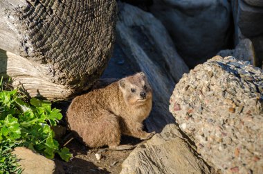 Cape hyrax Tsitsikamma Milli Parkı'nda kaya üzerinde ısınma