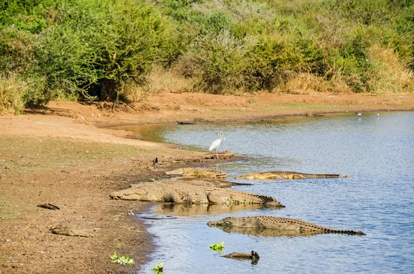 Krokodiller og afrikansk spoonbill ved bredden av Sabie River i Kruger nasjonalpark – stockfoto