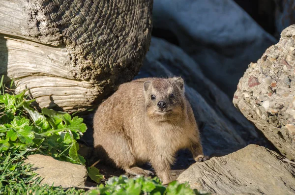 Cape hyrax warming up on the rock in the Tsitsikamma National Park  in South Africa — Stock Photo, Image