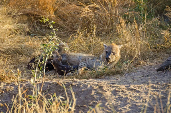 Hiena manchada amamantando a sus dos cachorros en el Parque Nacional Kruger, Sudáfrica —  Fotos de Stock