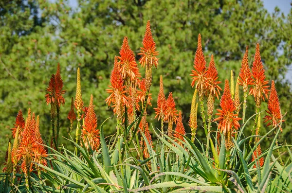 Typische Blütenstände der bitteren Aloe in Pretoria, Südafrika — Stockfoto