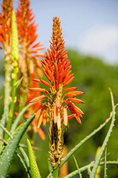 Pretoria'da acı aloe (Aloe ferox) tipik çiçeklenme