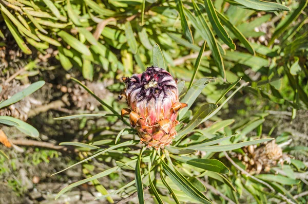 Endemica della protea oleanderleaf sudafricana — Foto Stock