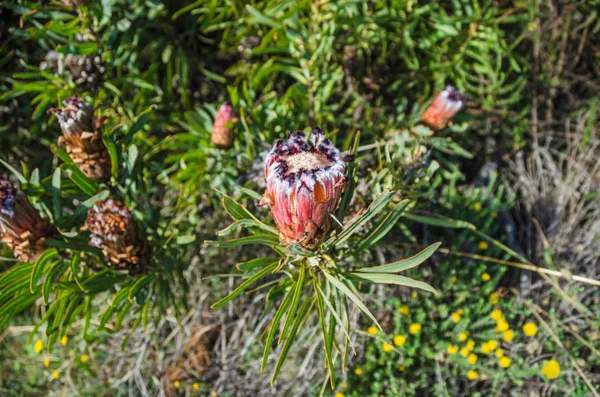Endemica della protea oleanderleaf sudafricana — Foto Stock