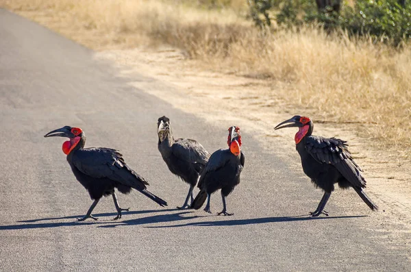 Güney Afrika'da Kruger Milli Parkı'nda bir yolda dört güney zemin hornbills — Stok fotoğraf