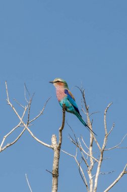 Kruger Ulusal Parkı, Güney Afrika 'da leylak göğüslü bir paten..