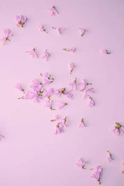 Light pink flowers. Petals, buds. Light pink background. Backdrop with flowers. Elegant decor.