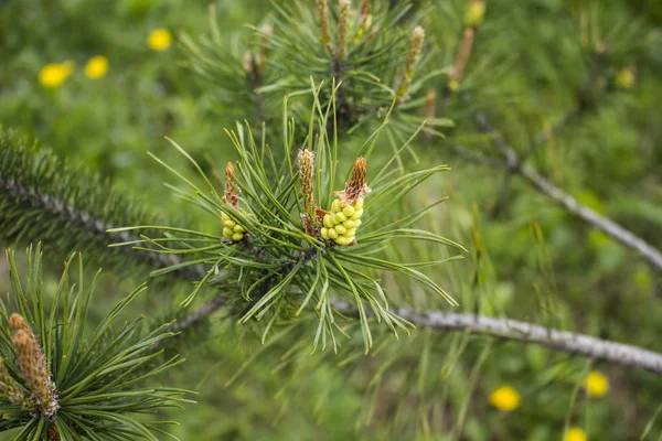 Pine tree. Flowering pines. Young Shoots of Pine. Branches of the tree. Macro.