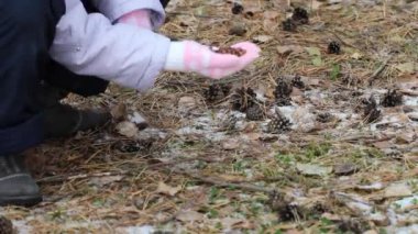 Bir çocuk bir sincap çam fıstığı onun elinden, bir sincap ormanın doğal koşullarda ile beslenir. Ormanda yürümek. Yaşam tarzı.