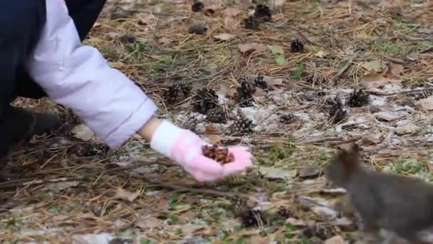 Een Kind Feeds Een Eekhoorn Met Pijnboompitten Uit Zijn Hand — Stockvideo