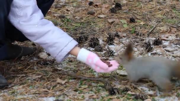 Een Kind Feeds Een Eekhoorn Met Pijnboompitten Uit Zijn Hand — Stockvideo