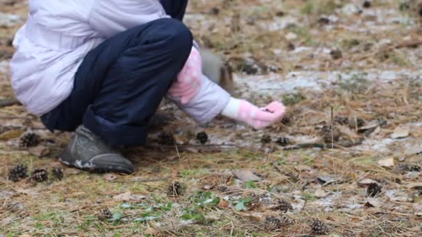 Dziecko Karmi Wiewiórka Orzeszkami Pinii Jego Ręki Wiewiórka Naturalnych Warunkach — Wideo stockowe