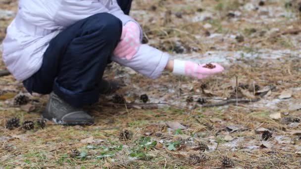 Een Kind Feeds Een Eekhoorn Met Pijnboompitten Uit Zijn Hand — Stockvideo