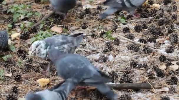 Gołębie Lesie Zbierać Okruchy Chleba Zbliżenie Detal Fantastyczny — Wideo stockowe