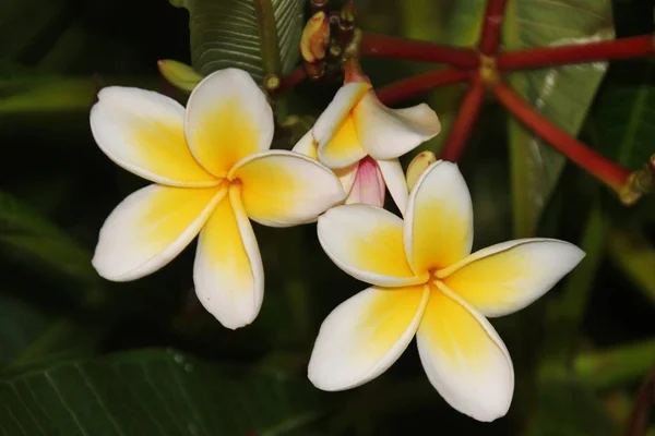 Helle Blüten Der Magnolie Auf Dunklem Hintergrund Unter Natürlichen Bedingungen — Stockfoto