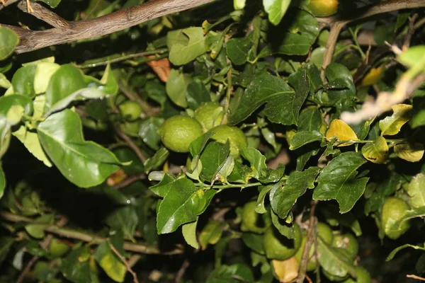 Fresh Green Lemons Tree Natural Conditions Dark Background — Stock Photo, Image