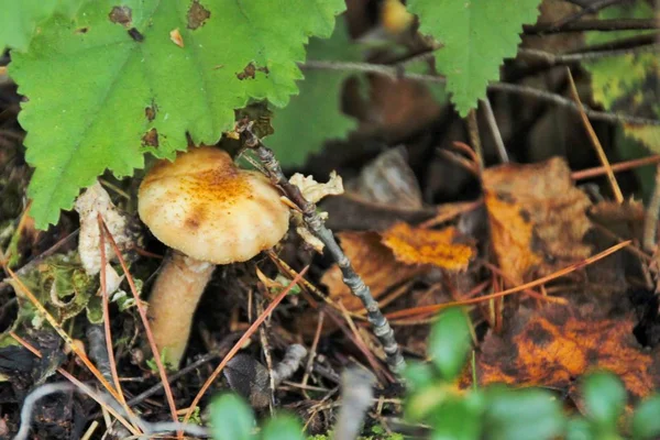 Lonely Fresh Mushroom Natural Conditions — Stock Photo, Image