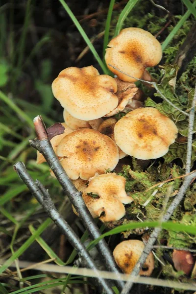 Fresh Forest Mushrooms Sunny Day Natural Surroundings Tree Trunk Vertical — Stock Photo, Image