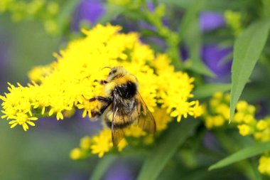 Parlak sarı küçük çiçek, yakın çekim, yüksek kontrast, birçok Ayrıntılar, arka planı yeşil yaban arısı