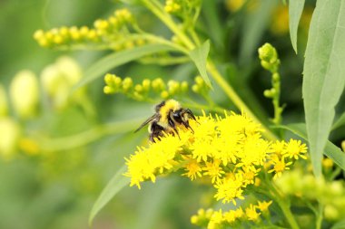 Parlak sarı küçük çiçek, yakın çekim, yüksek kontrast, birçok Ayrıntılar, arka planı yeşil yaban arısı
