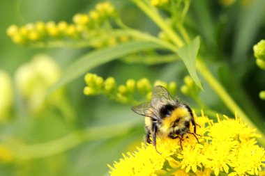Parlak sarı küçük çiçek, yakın çekim, yüksek kontrast, birçok Ayrıntılar, arka planı yeşil yaban arısı