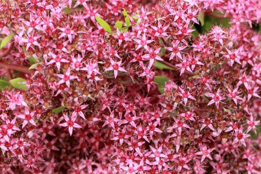 Güzel pembe arka planını çiçekler bir tıbbi bitki, yüksek kontrast, ayrıntılı, doğal koşulları.